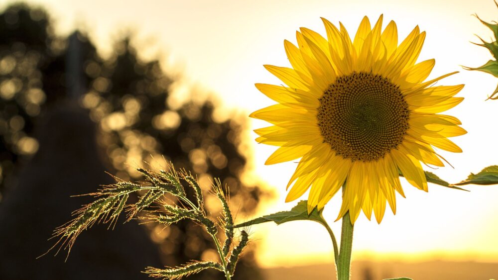 CDU Sommerfest 2023